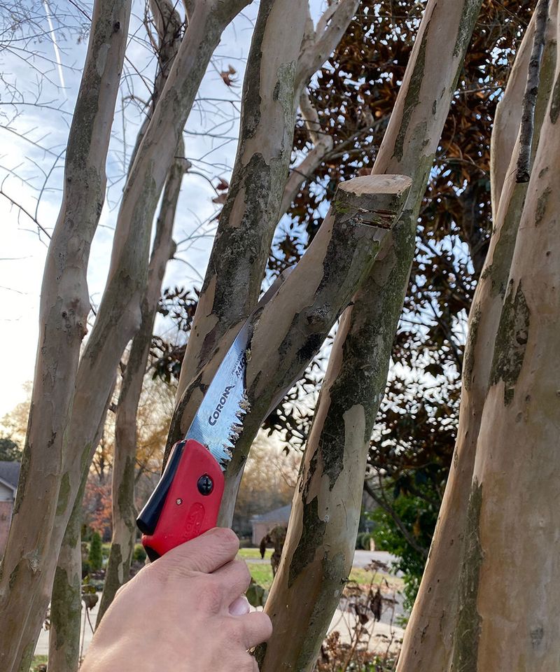 Fall Is Not The Right Time For Heavy Pruning