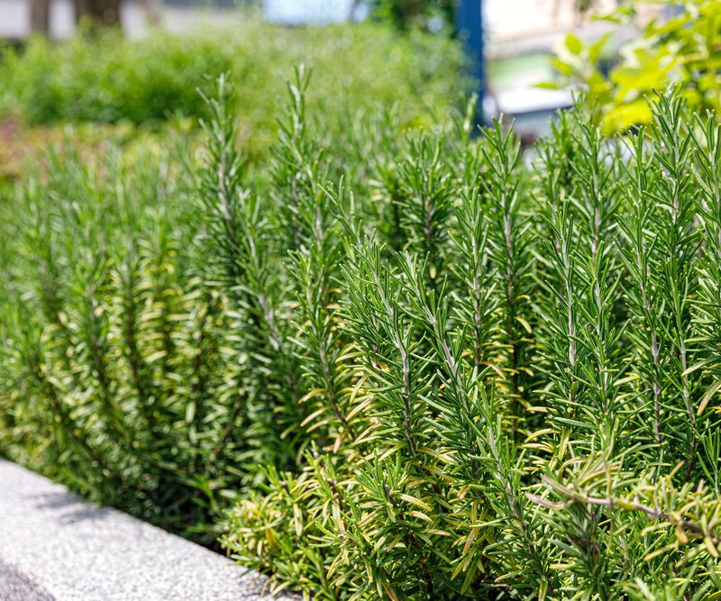 Fall Is The Time To Get Rosemary Ready For Colder Weather Fall Is The Time To Get Rosemary Ready For Colder Weather