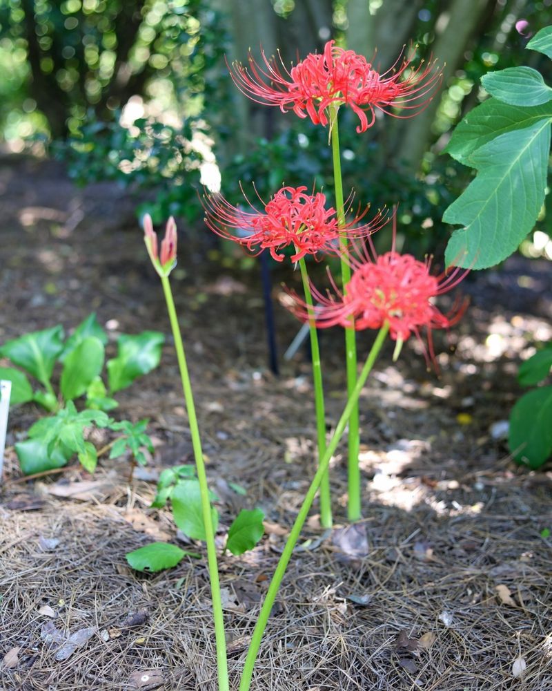 Fall Is When The Bare Stems Steal The Show Fall Is When The Bare Stems Steal The Show