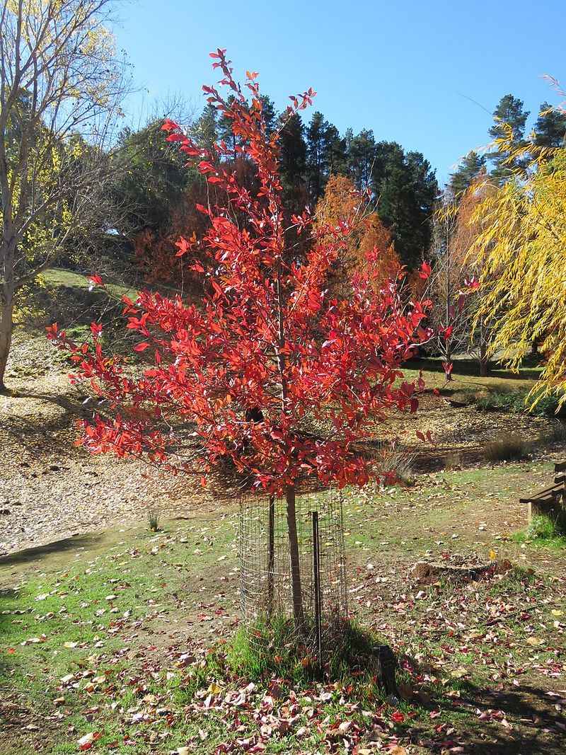 Fall Is When This Native Really Stands Out Fall Is When This Native Really Stands Out