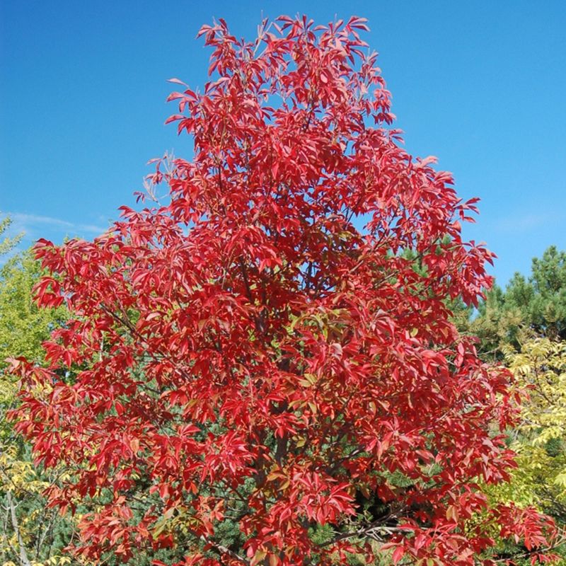 Fall Is When This Native Tree Really Gets Noticed Fall Is When This Native Tree Really Gets Noticed