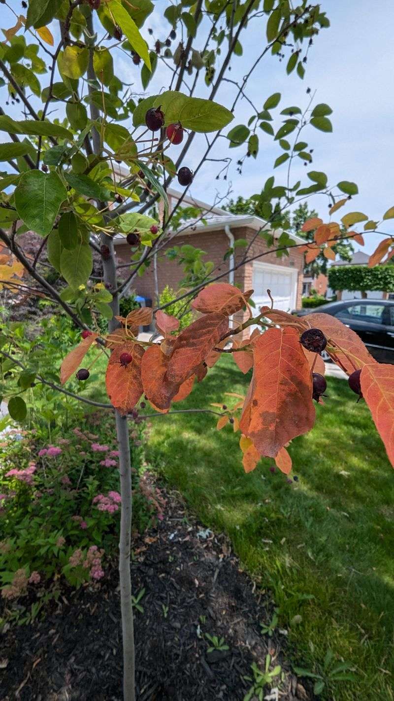 Fall Leaves Turn Orange And Red