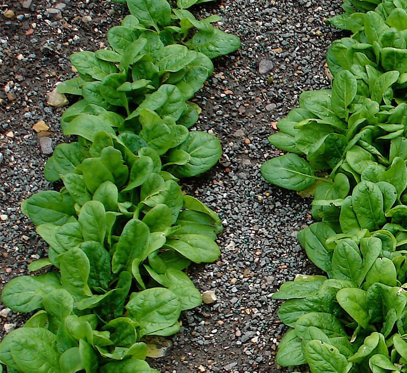 Fall Light Levels Suit Spinach Growth