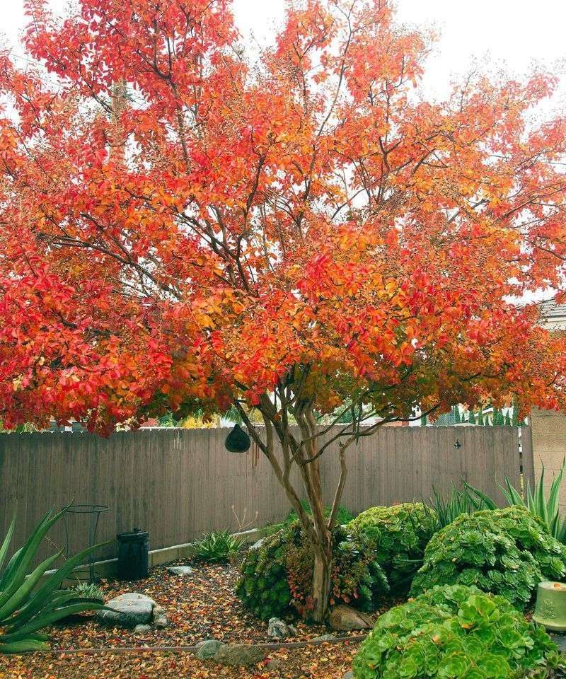 Fall Makes The Changing Trunk Easier To Notice Fall Makes The Changing Trunk Easier To Notice