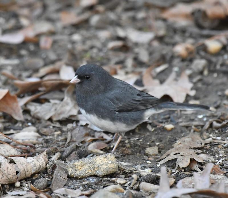 Fall Migration Brings Juncos Back To Yards Fall Migration Brings Juncos Back To Yards