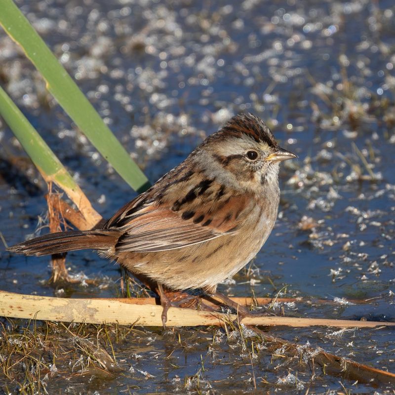 Fall Migration Brings New Visitors Fall Migration Brings New Visitors