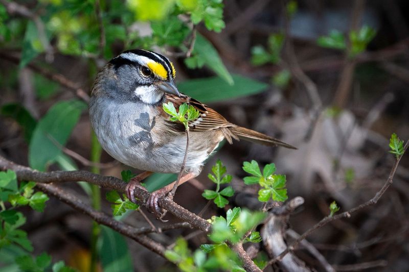 Fall Migration Brings Them Through Pennsylvania