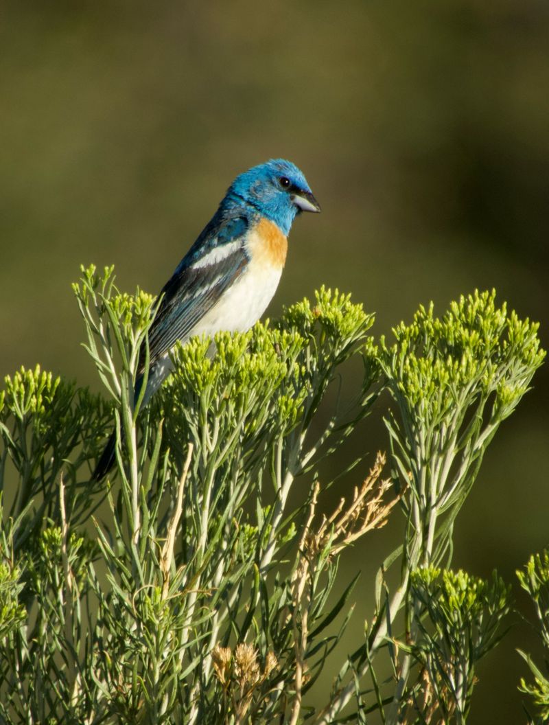 Fall Migration Brings Unexpected Bird Visitors
