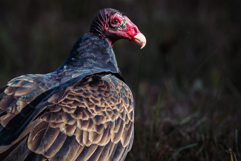 Fall Migration Can Bring More Vultures Through The Area