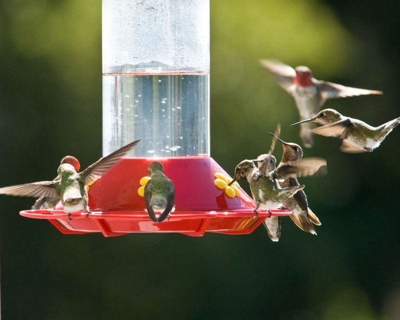 Fall Migration Can Increase Competition