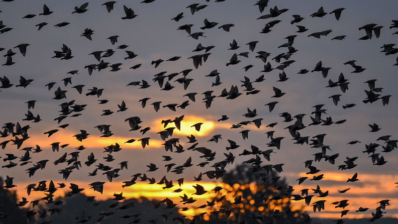Fall Migration Can Turn Your Yard Into A Bird Hotspot