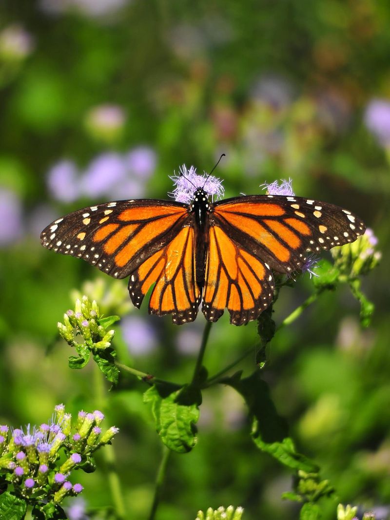 Fall Migration Changes When Monarchs Reach Your Yard
