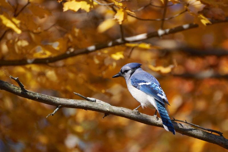 Fall Migration Is Bringing More Jays Through Pennsylvania
