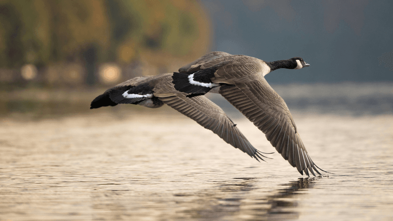 Fall Migration Is Getting Underway
