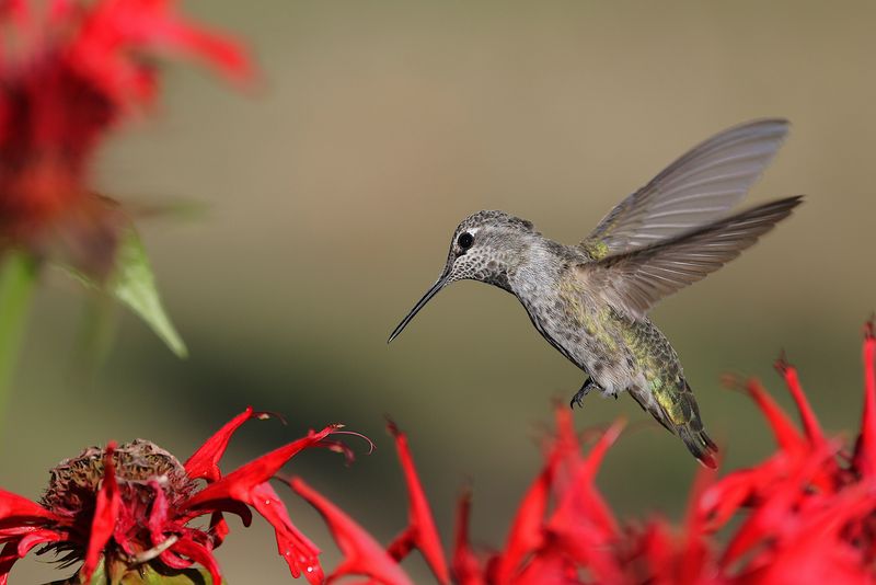 Fall Migration Is Picking Up Speed