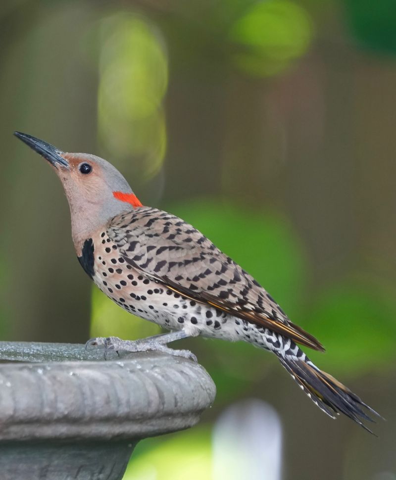 Fall Migration Is Underway