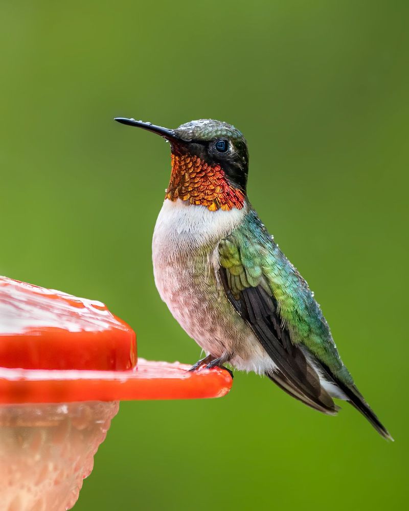 Fall Migration Often Explains The Sudden Change Fall Migration Often Explains The Sudden Change