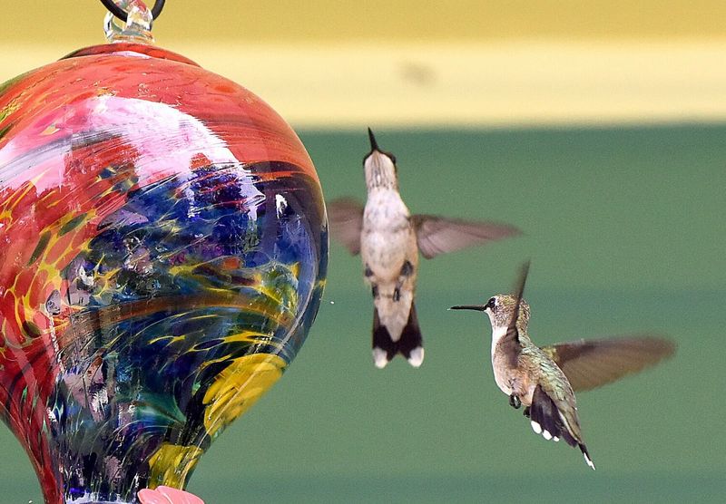 Fall Migration Raises The Stakes