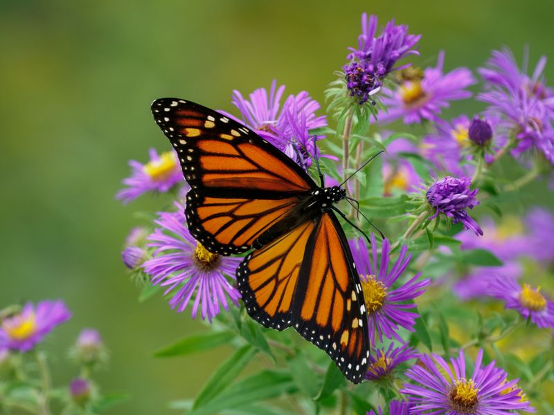 Fall Nectar Gardens For Tired Wings Fall Nectar Gardens For Tired Wings