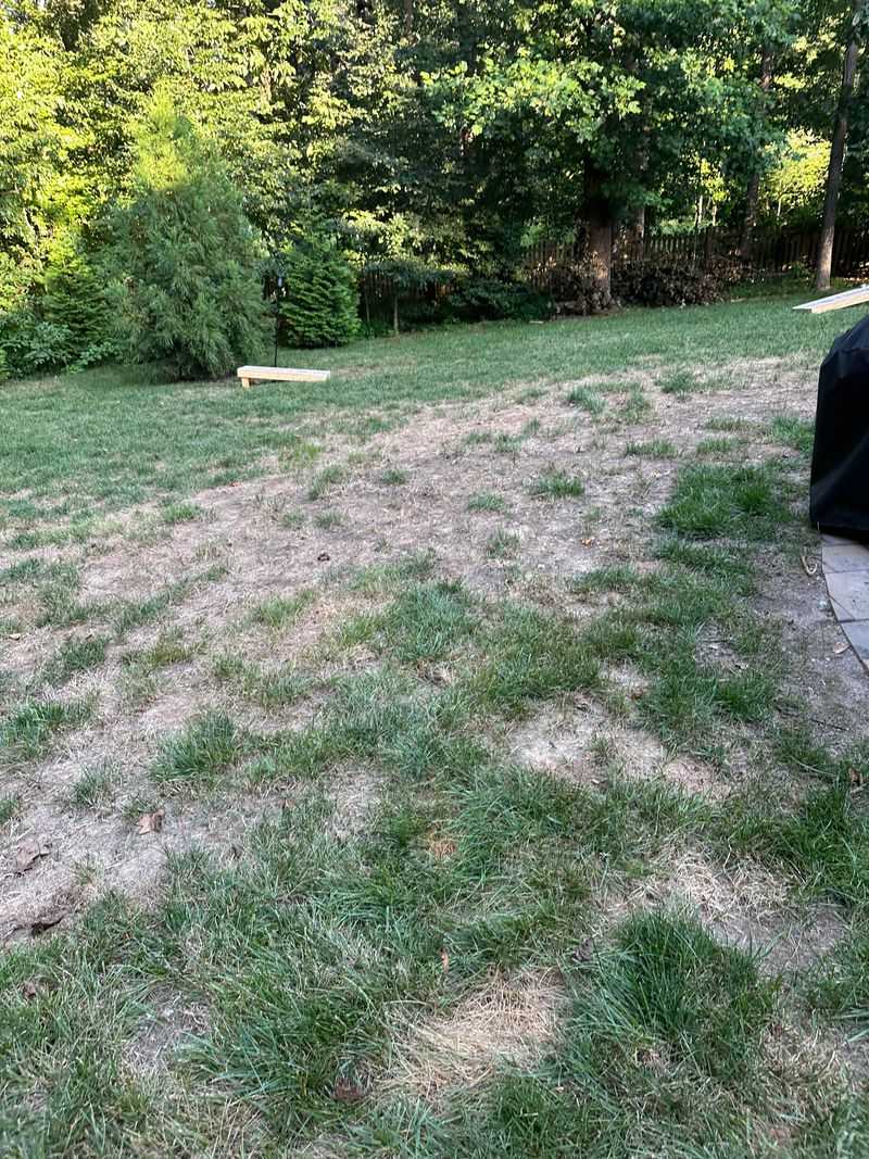 Fall Overseeding Leaves You With Uneven Turf Fall Overseeding Leaves You With Uneven Turf