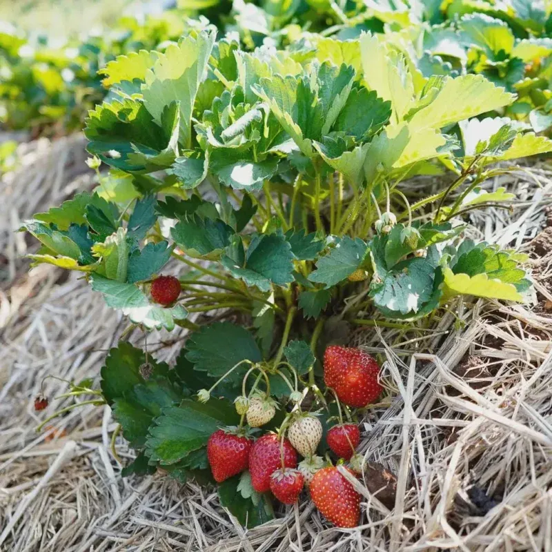 Fall Planted Roots Set Up Spring Fruit