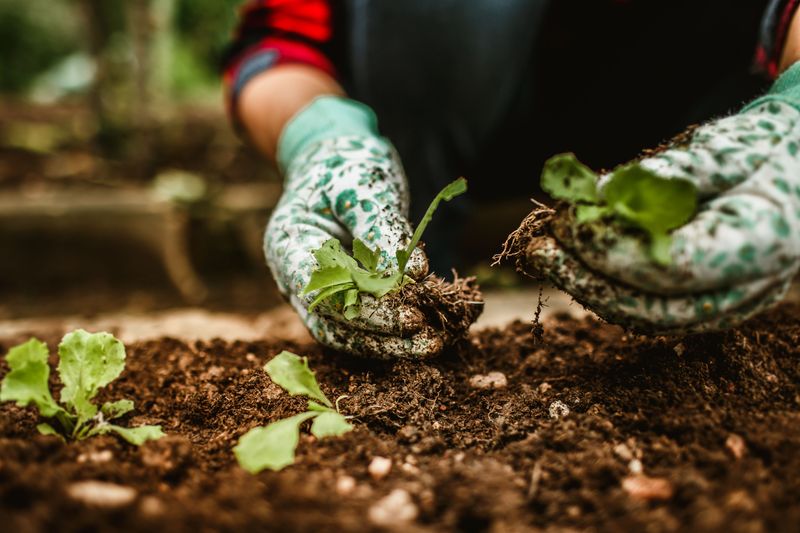 Fall Planting Advice For South Louisiana