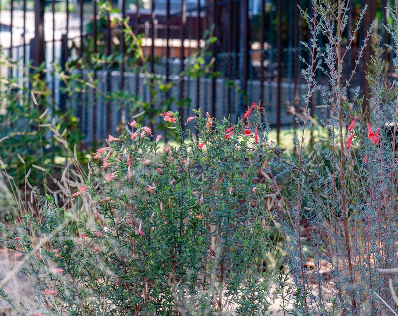 Fall Planting Before The Winter Rains
