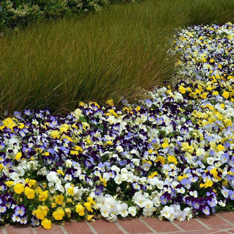 Fall Planting Can Improve the Chance of Spring Color Fall Planting Can Improve the Chance of Spring Color
