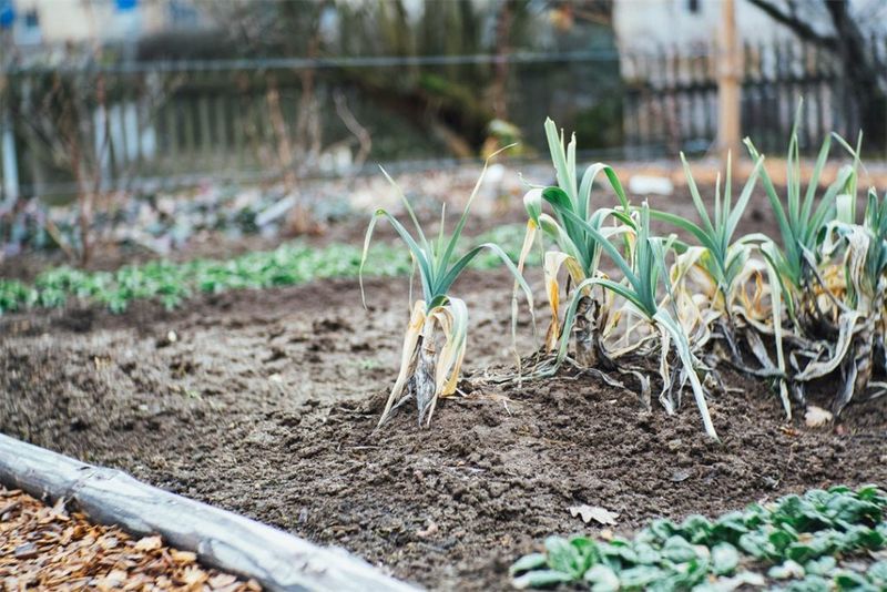 Fall Planting Can Struggle When Water Stays Around The Roots Fall Planting Can Struggle When Water Stays Around The Roots