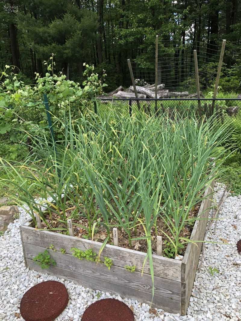 Fall Planting Gives Garlic The Cool Growing Period It Needs