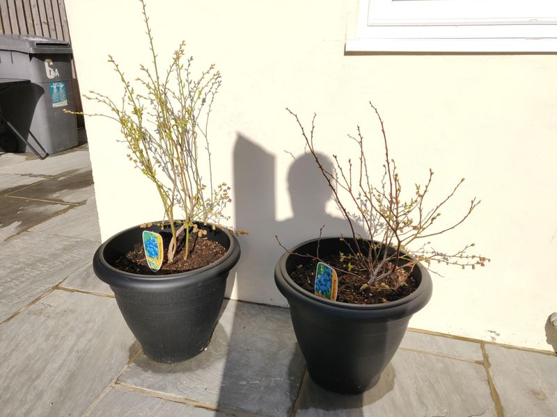 Fall Planting Gives Roots A Head Start