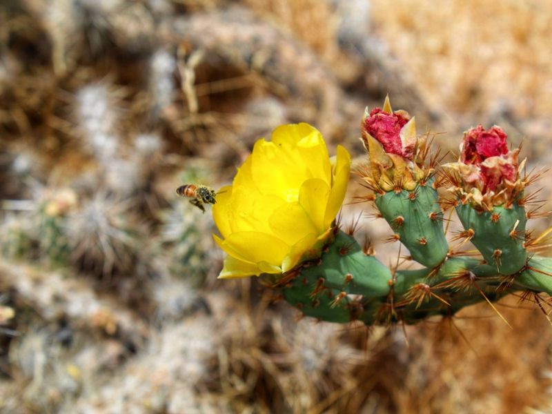 Fall Planting Prepares More Than It Attracts Fall Planting Prepares More Than It Attracts