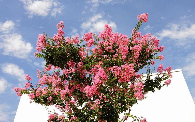 Fall Planting Timing That Makes A Crape Myrtle Swap Easier