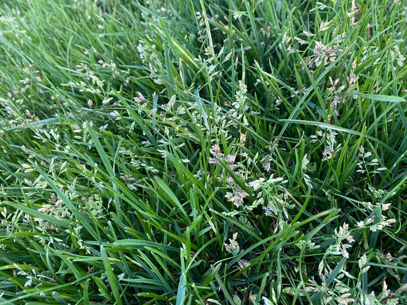 Fall Prevention Needs To Start Before Germination Begins