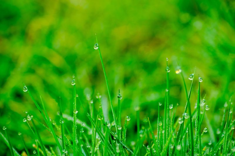Fall Rain Handles The Watering For You