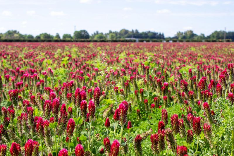 Fall Rain Helps Seeds Establish Quickly