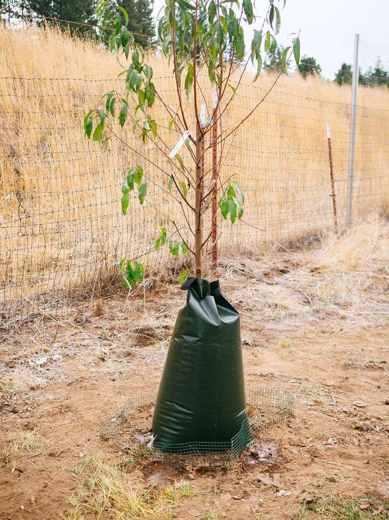 Fall Rain Makes Transplanting Less Stressful Fall Rain Makes Transplanting Less Stressful