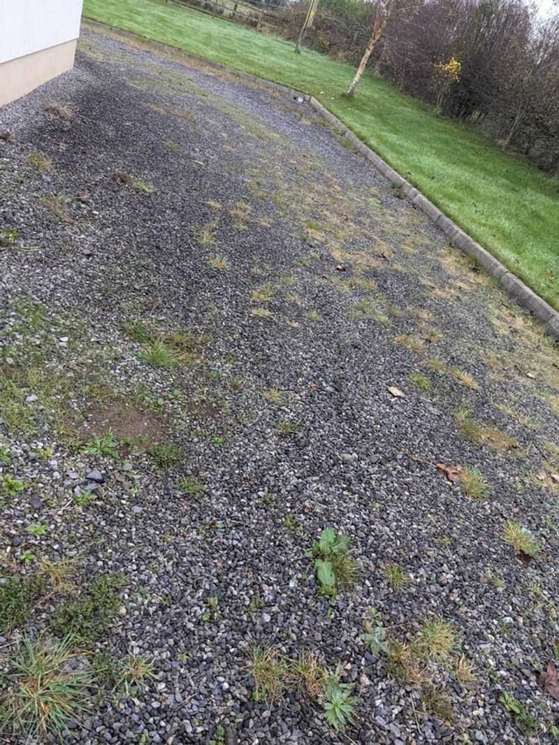 Fall Rain Wakes Up Hidden Weed Seeds