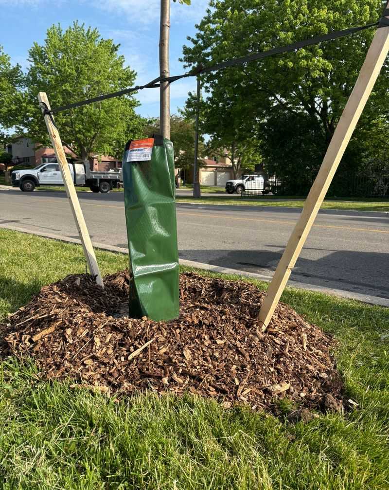 Fall Rainfall Can Help Newly Planted Trees Stay Hydrated Fall Rainfall Can Help Newly Planted Trees Stay Hydrated