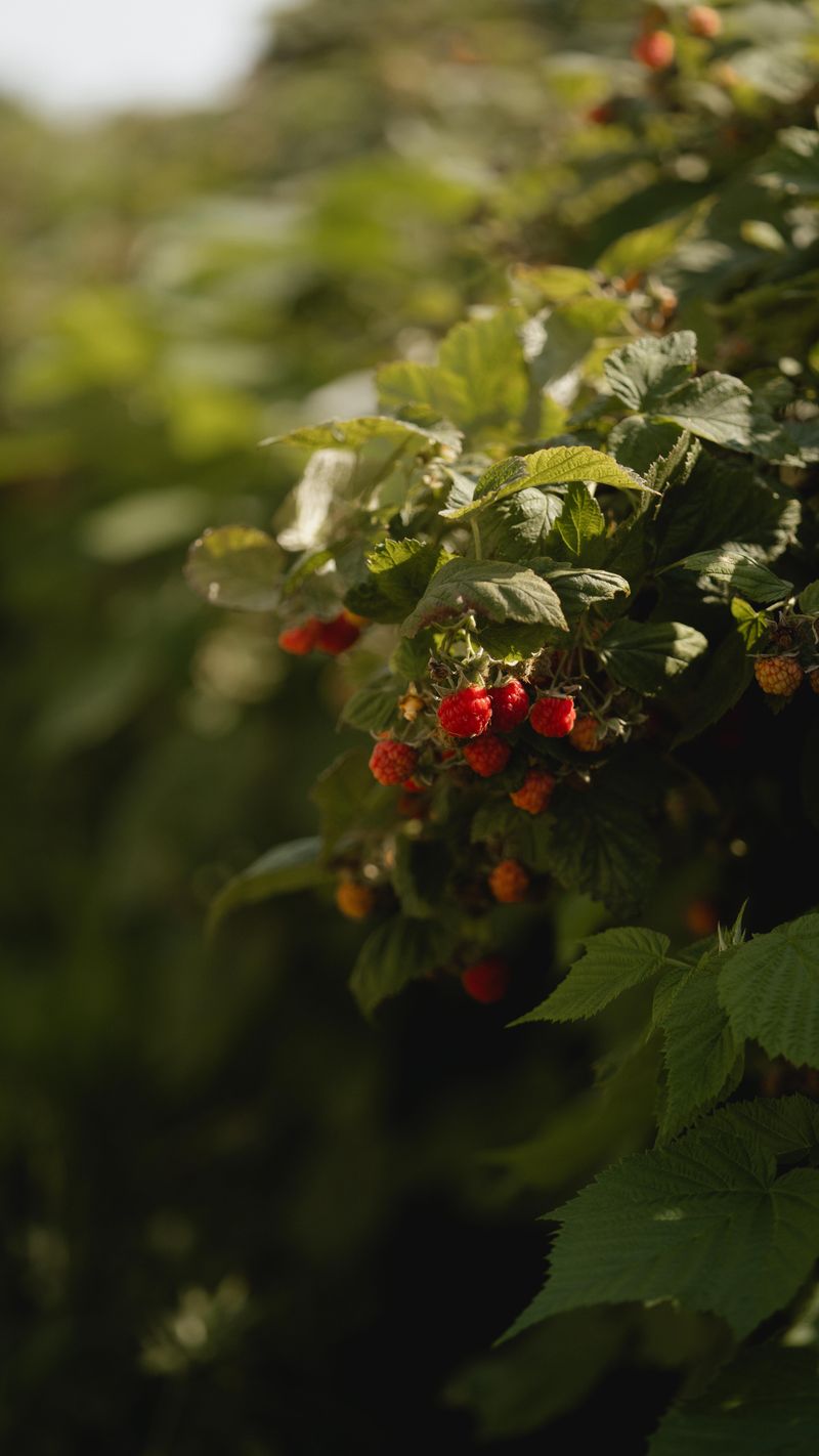 Fall Red Raspberries Making A Comeback
