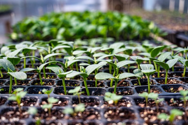 Fall Seedlings Bolt Or Stall When Weather Cannot Decide Fall Seedlings Bolt Or Stall When Weather Cannot Decide