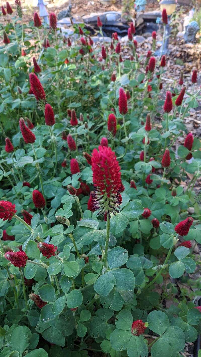 Fall Sowing Beats Bare Ground Every Time