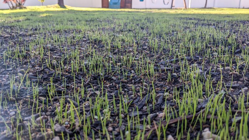 Fall Temperatures Favor Cool Season Grass Roots