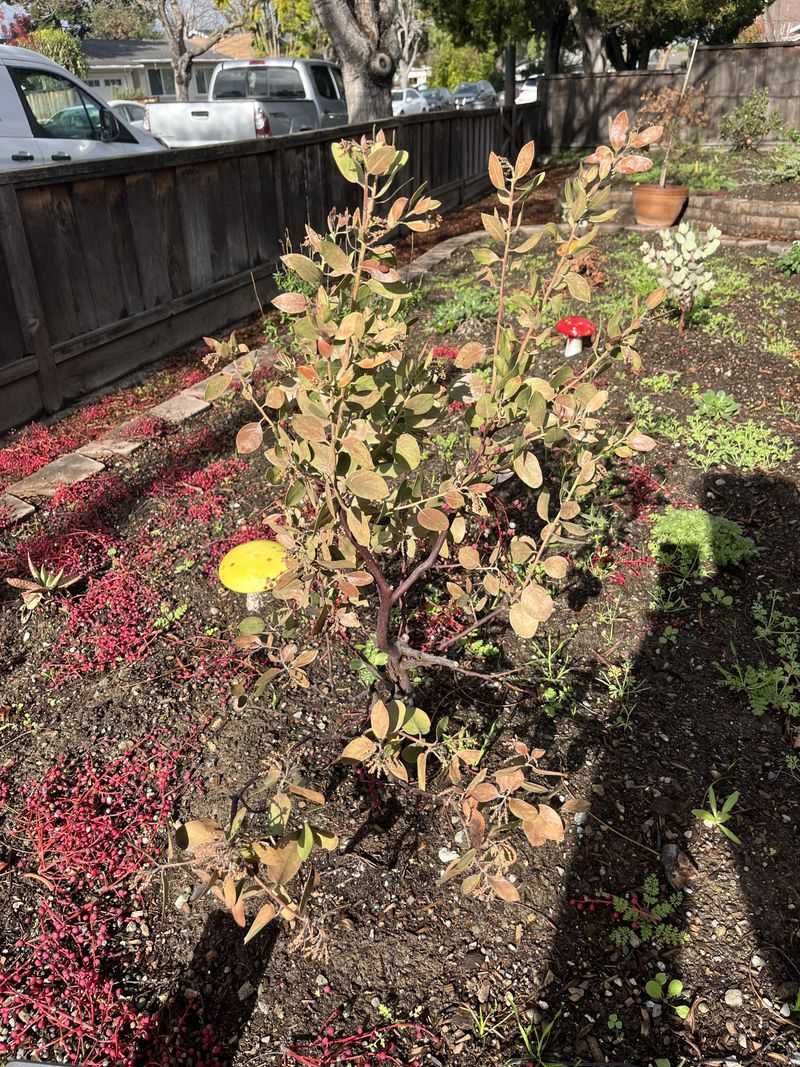 Fall Timing Uses Rain Instead Of Extra Irrigation