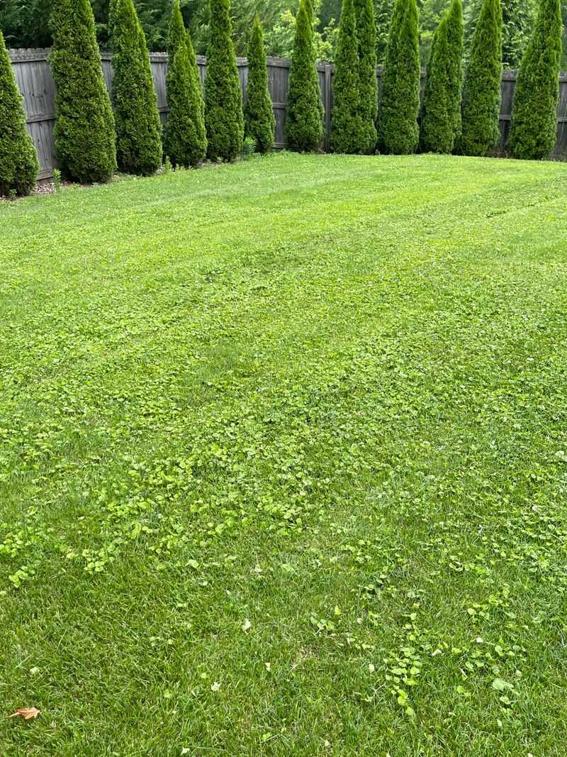 Fall Treatments Set Up Lawns For A Cleaner Spring Fall Treatments Set Up Lawns For A Cleaner Spring