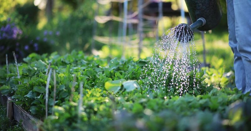Fall Vegetable Crops