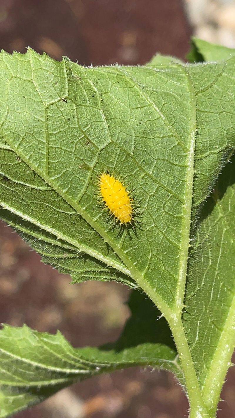 Fall Weather Does Not End Every Pest Problem Immediately Fall Weather Does Not End Every Pest Problem Immediately