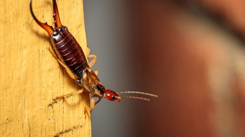 Fall Weather Pushes Them Closer To Buildings