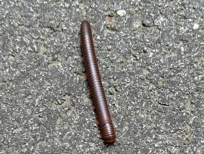 Fall Weather Sends Millipedes Searching For Better Shelter
