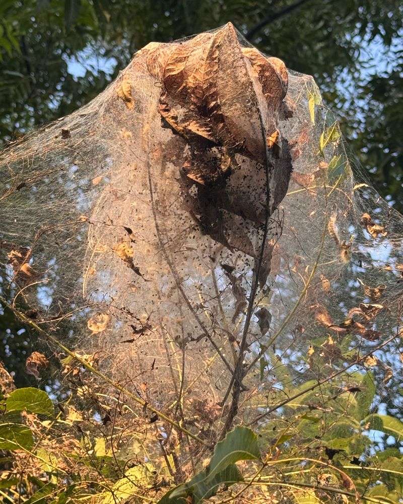 Fall Webworms And The Harmless Mess They Leave Fall Webworms And The Harmless Mess They Leave